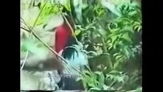 تشغيل حديقة بوذا السرية كام المتلصص