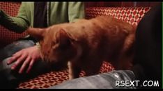 تشغيل لطيفة وشم متقيح بائعة الهوى تمتص gumshoe وتحصل على شريحة هزمت